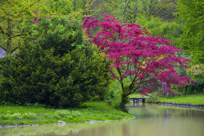 Scenic view of lake in park