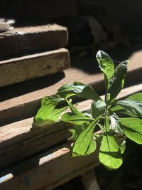 High angle view of leaves on plant during sunny day