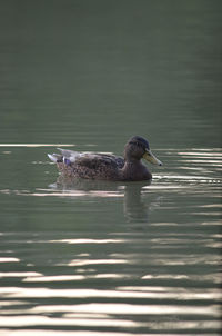 Duck swimming in a lake