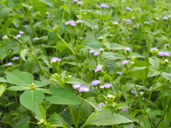 Close-up of flowers blooming outdoors