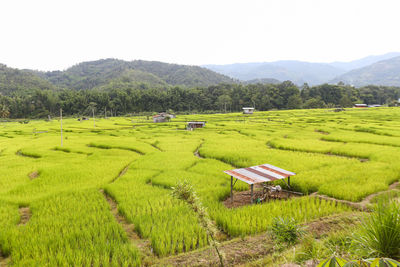 Scenic view of agricultural field against sky