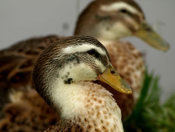 Close-up of a bird