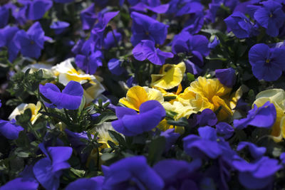 Close-up of purple crocus flowers