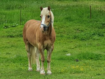 Horse standing in ranch