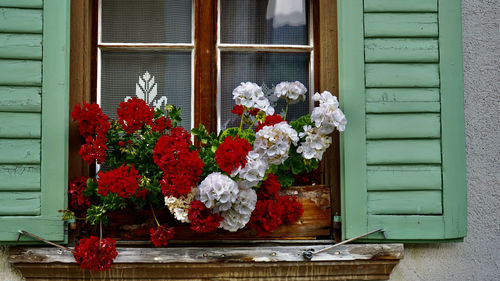 Potted plant on window