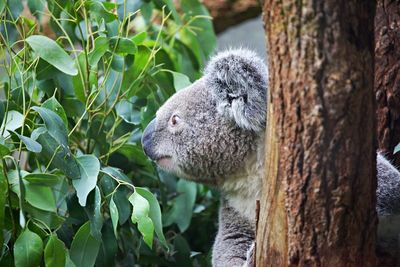 Koala at a tree trunk