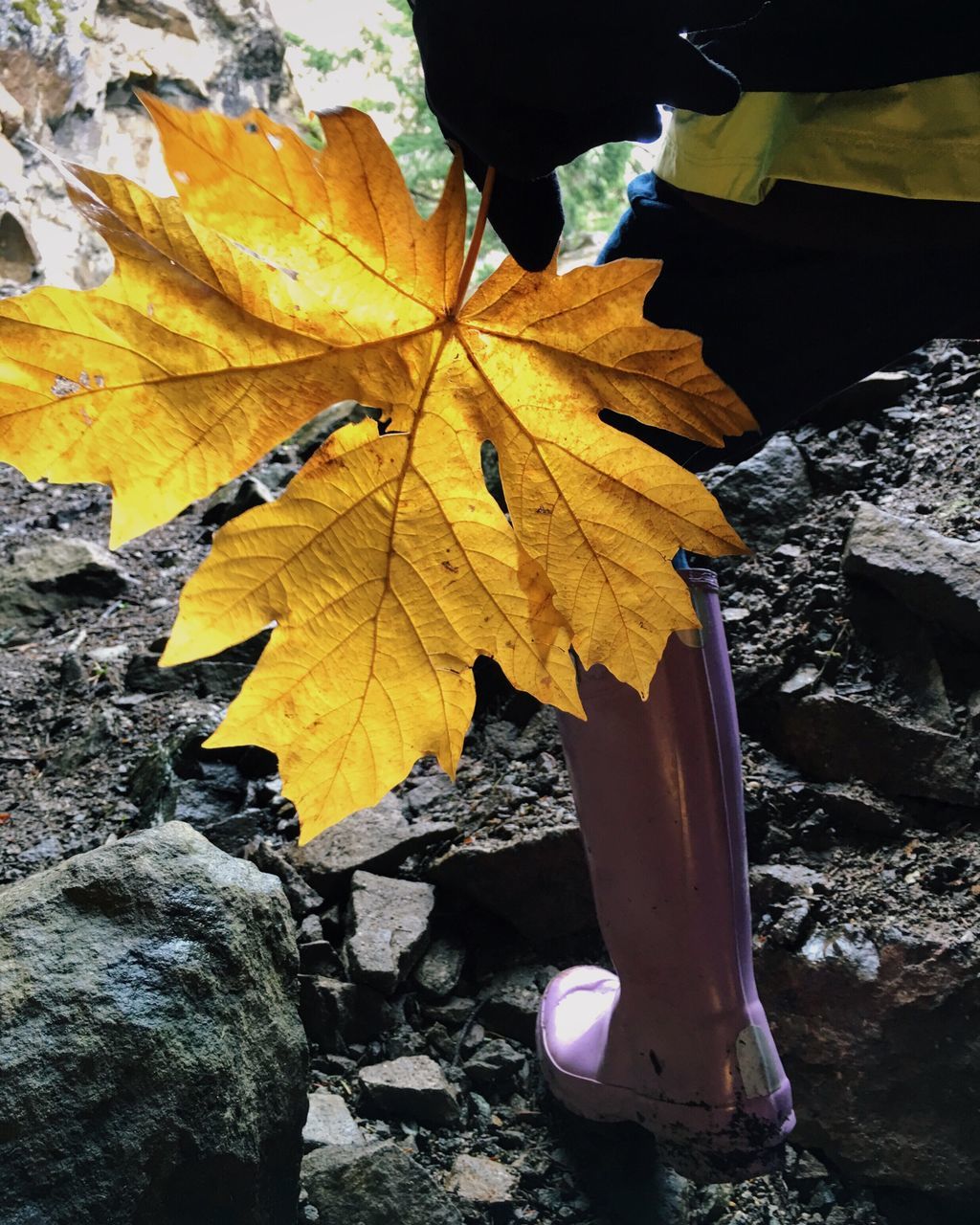 autumn, leaf, change, season, leaves, maple leaf, dry, leaf vein, close-up, fallen, nature, orange color, yellow, natural pattern, natural condition, falling, day, outdoors, tranquility, high angle view