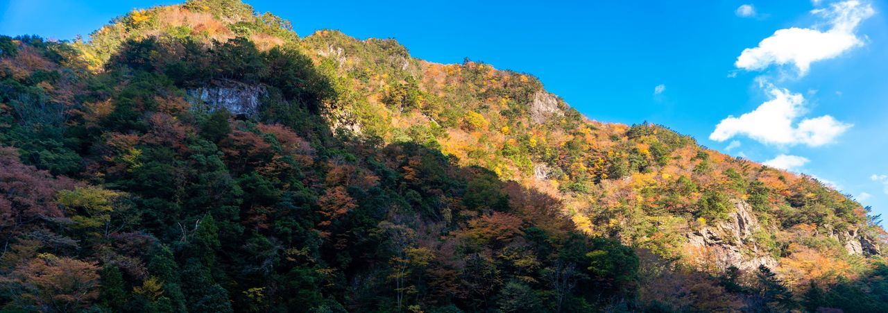 tree, plant, beauty in nature, sky, mountain, scenics - nature, nature, tranquil scene, day, tranquility, growth, no people, autumn, low angle view, non-urban scene, change, outdoors, idyllic, blue, environment