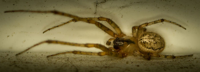 Close-up of spider