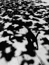 Cat walking on road with shadows of leaves