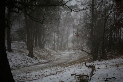 Road amidst trees in forest during winter