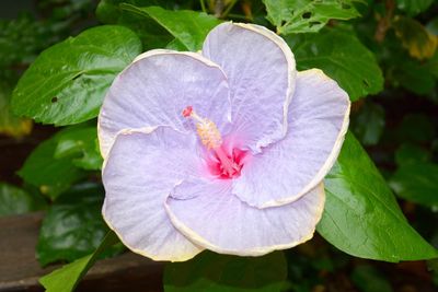 Close-up of flower blooming outdoors