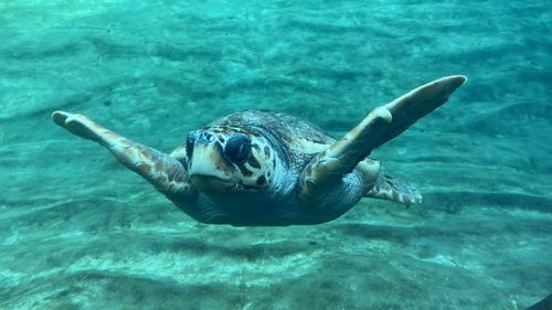 Sea turtle swimming free