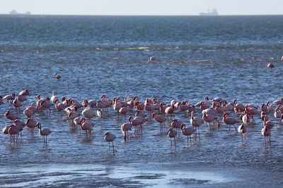 Flock of seagulls on beach