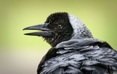 Close-up of a bird