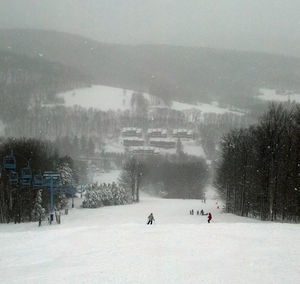 Snow covered trees on field