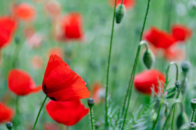 Close-up of red poppy flowers