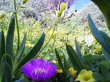 Close up of purple flowers blooming outdoors