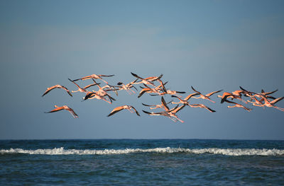 Birds flying over sea against sky