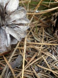 Close-up of plant