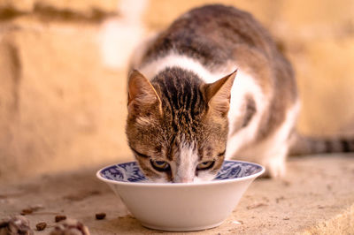 Cat eating food from bowl