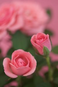 Close-up of pink rose blooming outdoors