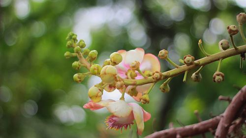 Close-up of flowering plant