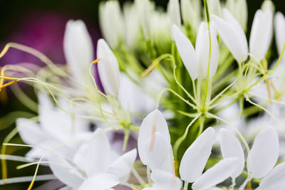 Close-up of white flowering plant