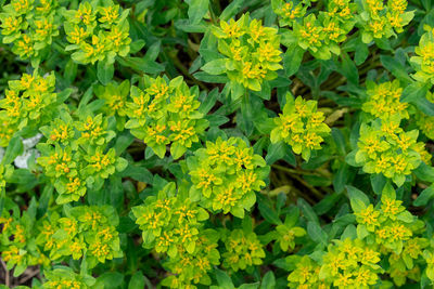 High angle view of flowering plant