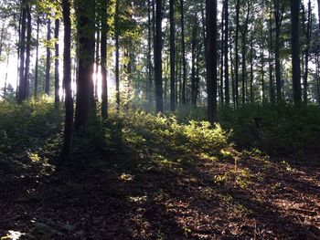 Trees in forest