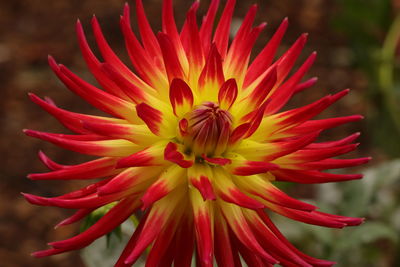 Close-up of red flower