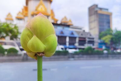 Close-up of plant by road against buildings