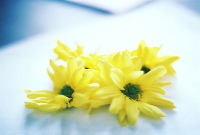 Close-up of flowers over white background