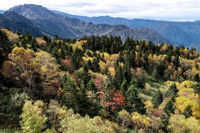 High angle view of plants growing in mountains