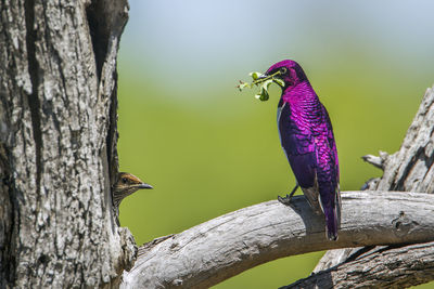 Close-up of bird perching on tree trunk