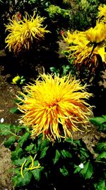 Close-up of yellow flower