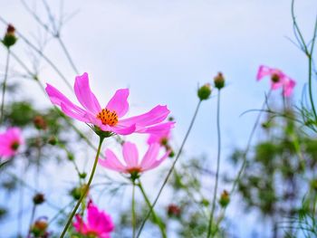 Close-up of pink cosmos flowers against sky