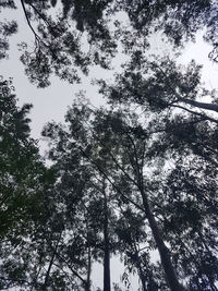 Low angle view of trees against sky