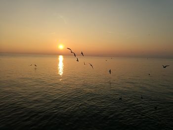 Silhouette birds flying over sea against sky during sunset