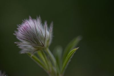 Close-up of thistle flower