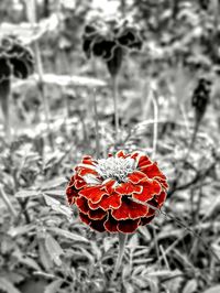 Close-up of red flower against blurred background