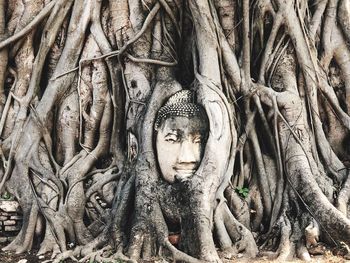 Statue of buddha in tree