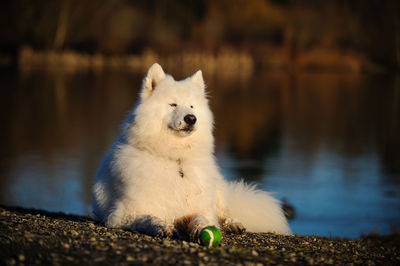 Close-up of dog by water