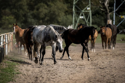 Horse standing on field