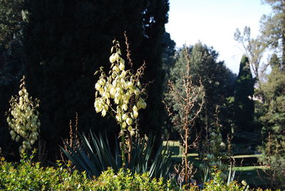 Close-up of flower trees against sky