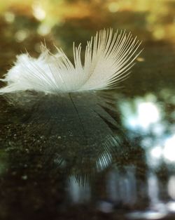 Close-up of plant against blurred background