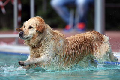 Side view of a dog running in water