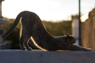 Side view of a cat