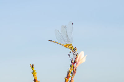 Low angle view of insect on plant against clear sky