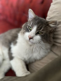 pet